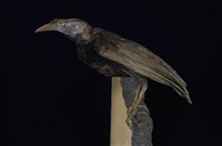 藏品(幡羽風鳥)的圖片